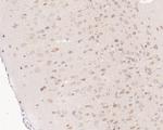 NUDC Antibody in Immunohistochemistry (Paraffin) (IHC (P))