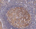 NUDC Antibody in Immunohistochemistry (Paraffin) (IHC (P))