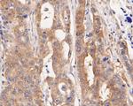 NUDC Antibody in Immunohistochemistry (Paraffin) (IHC (P))