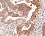 NUDC Antibody in Immunohistochemistry (Paraffin) (IHC (P))