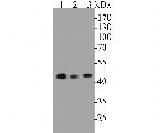 NUDC Antibody in Western Blot (WB)