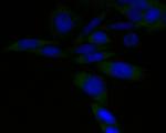 PSMA3 Antibody in Immunocytochemistry (ICC/IF)