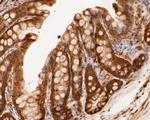 PSMA3 Antibody in Immunohistochemistry (Paraffin) (IHC (P))