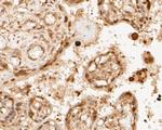 PSMA3 Antibody in Immunohistochemistry (Paraffin) (IHC (P))