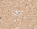 PSMA3 Antibody in Immunohistochemistry (Paraffin) (IHC (P))