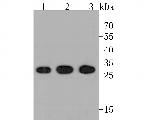 PSMA3 Antibody in Western Blot (WB)