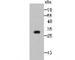 CTHRC1 Antibody in Western Blot (WB)