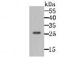 GRB2 Antibody in Western Blot (WB)