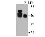 BMI-1 Antibody in Western Blot (WB)