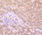 XDH Antibody in Immunohistochemistry (Paraffin) (IHC (P))