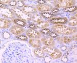 XDH Antibody in Immunohistochemistry (Paraffin) (IHC (P))