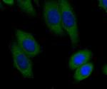 BHMT Antibody in Immunocytochemistry (ICC/IF)