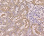 BHMT Antibody in Immunohistochemistry (Paraffin) (IHC (P))