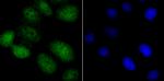 NFIB Antibody in Immunocytochemistry (ICC/IF)