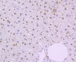 NFIB Antibody in Immunohistochemistry (Paraffin) (IHC (P))