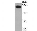 NFIB Antibody in Western Blot (WB)