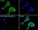 PRDX2 Antibody in Immunocytochemistry (ICC/IF)