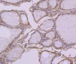 PRDX2 Antibody in Immunohistochemistry (Paraffin) (IHC (P))