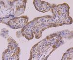 PRDX2 Antibody in Immunohistochemistry (Paraffin) (IHC (P))