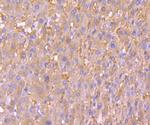 PRDX2 Antibody in Immunohistochemistry (Paraffin) (IHC (P))