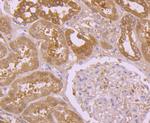 PRDX2 Antibody in Immunohistochemistry (Paraffin) (IHC (P))