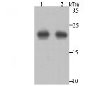 PRDX2 Antibody in Western Blot (WB)