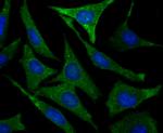 PRDX2 Antibody in Immunocytochemistry (ICC/IF)