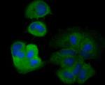 PRDX2 Antibody in Immunocytochemistry (ICC/IF)