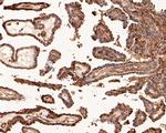 PRDX2 Antibody in Immunohistochemistry (Paraffin) (IHC (P))