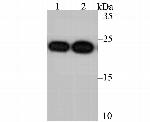 PRDX2 Antibody in Western Blot (WB)