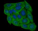 PRDX6 Antibody in Immunocytochemistry (ICC/IF)