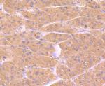 PRDX6 Antibody in Immunohistochemistry (Paraffin) (IHC (P))