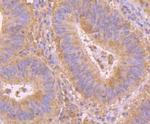 PRDX6 Antibody in Immunohistochemistry (Paraffin) (IHC (P))