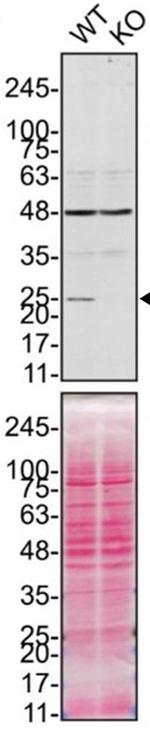 PRDX6 Antibody