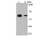 ALDH4A1 Antibody in Western Blot (WB)