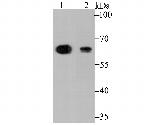 ALDH4A1 Antibody in Western Blot (WB)