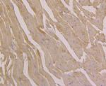 UGP2 Antibody in Immunohistochemistry (Paraffin) (IHC (P))