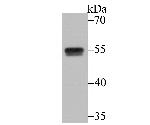 CUGBP1 Antibody in Western Blot (WB)