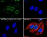 CUGBP1 Antibody in Immunocytochemistry (ICC/IF)