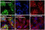 PGP9.5 Antibody in Immunocytochemistry (ICC/IF)