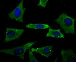 PGP9.5 Antibody in Immunocytochemistry (ICC/IF)