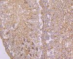 ASS1 Antibody in Immunohistochemistry (Paraffin) (IHC (P))