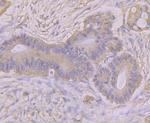 ASS1 Antibody in Immunohistochemistry (Paraffin) (IHC (P))