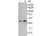 ASS1 Antibody in Western Blot (WB)