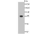 KHSRP Antibody in Western Blot (WB)