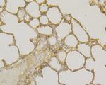 TNFRSF11B Antibody in Immunohistochemistry (Paraffin) (IHC (P))