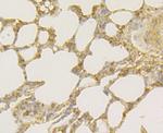 TNFRSF11B Antibody in Immunohistochemistry (Paraffin) (IHC (P))