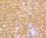 Carbonic Anhydrase II Antibody in Immunohistochemistry (Paraffin) (IHC (P))