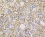 Carbonic Anhydrase II Antibody in Immunohistochemistry (Paraffin) (IHC (P))