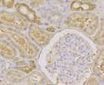 Carbonic Anhydrase II Antibody in Immunohistochemistry (Paraffin) (IHC (P))